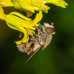Anasimyia bilinearis