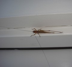 Conocephalus attenuatus