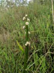 Baccharis genistelloides