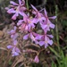 Epidendrum blepharistes - Photo (c) Sam Wilson, algunos derechos reservados (CC BY-NC), subido por Sam Wilson