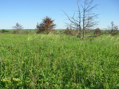 Hesperostipa spartea
