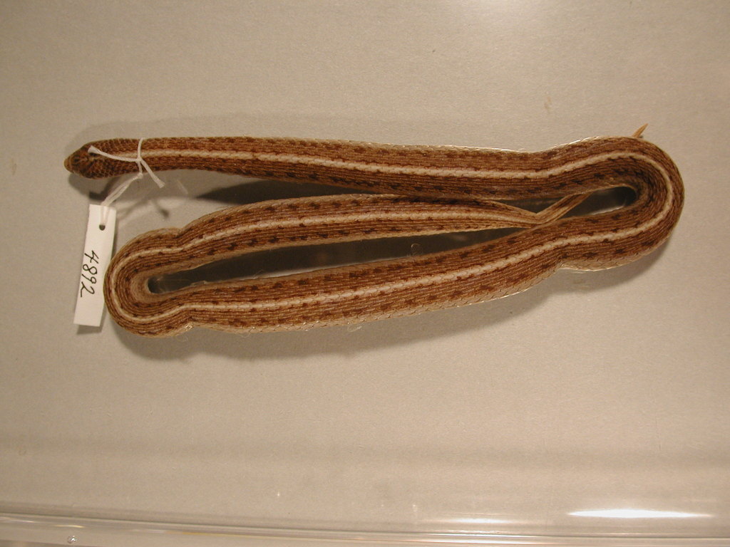 Lined Snake