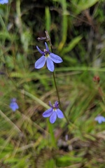 Lobelia tenera