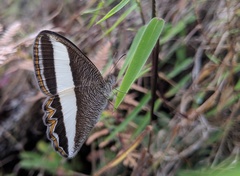 Oressinoma sorata