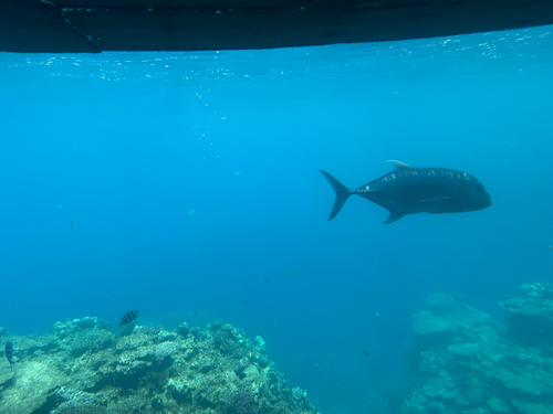 Giant Trevally