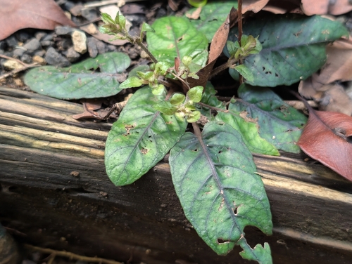 Strobilanthes reptans observed 2025-09-27