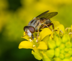 Anasimyia bilinearis