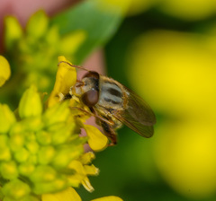 Anasimyia bilinearis