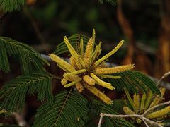Paraserianthes