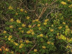 Paraserianthes
