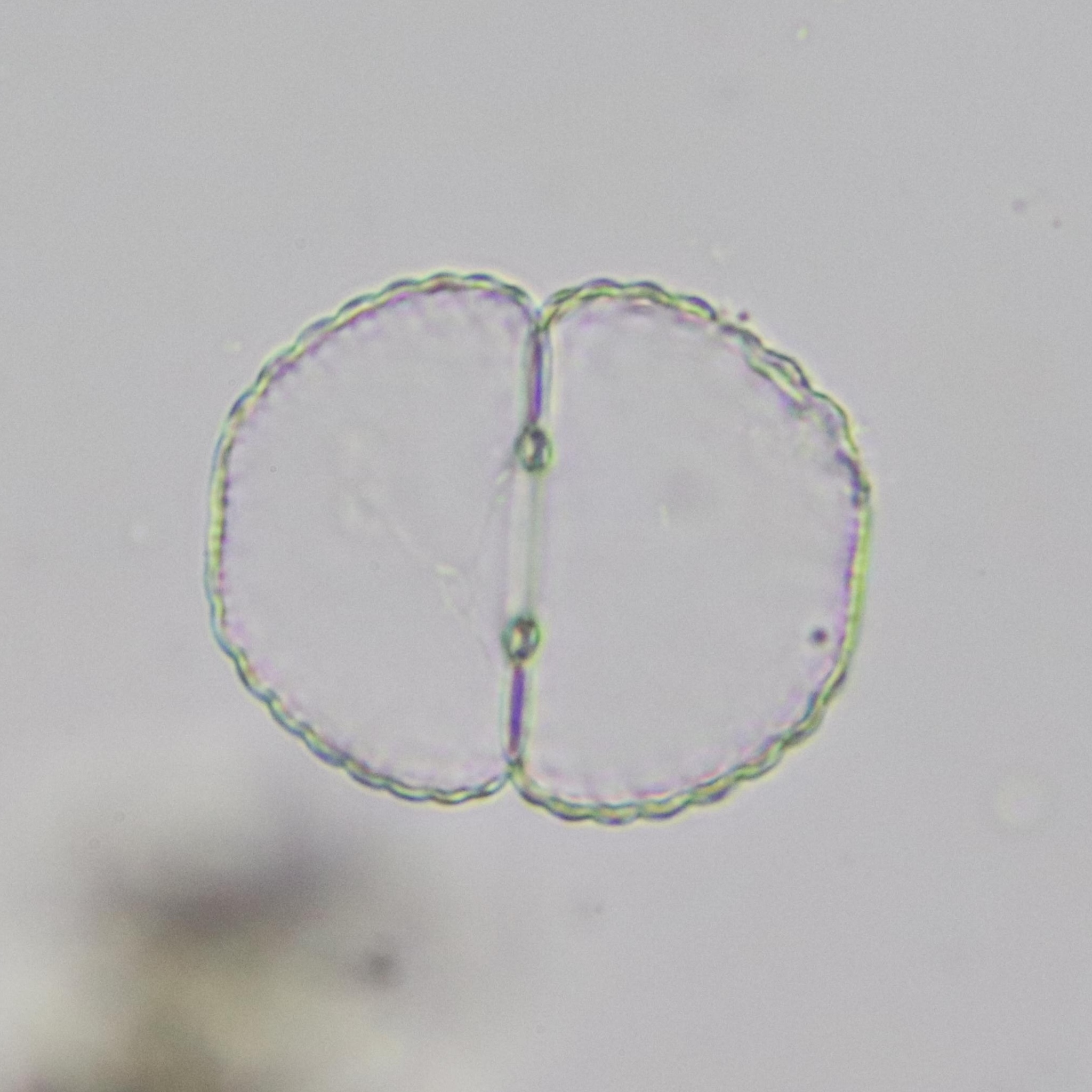Cosmarium obtusatum