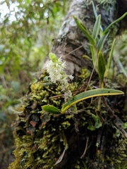 Fernandezia
