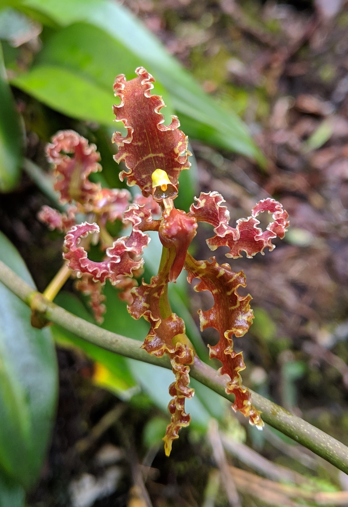 Cyrtochilum methonica (Rchb.f.) Kraenzl. 3