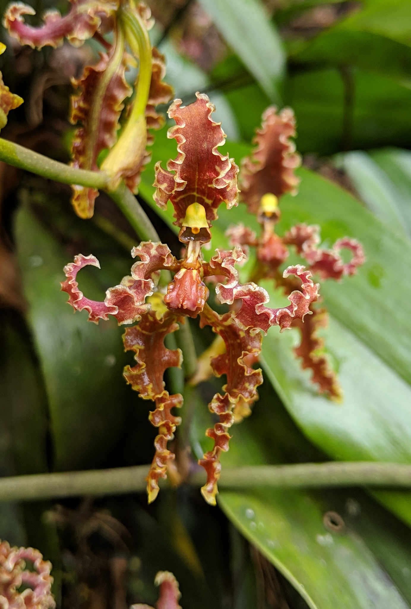 Cyrtochilum methonica (Rchb.f.) Kraenzl.