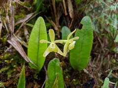 Epidendrum pallidovirens