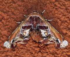 Eutelia pulcherrimus