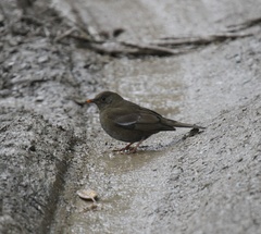 Turdus boulboul