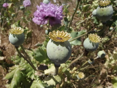 Papaver somniferum somniferum