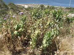Papaver somniferum somniferum