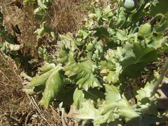 Papaver somniferum somniferum