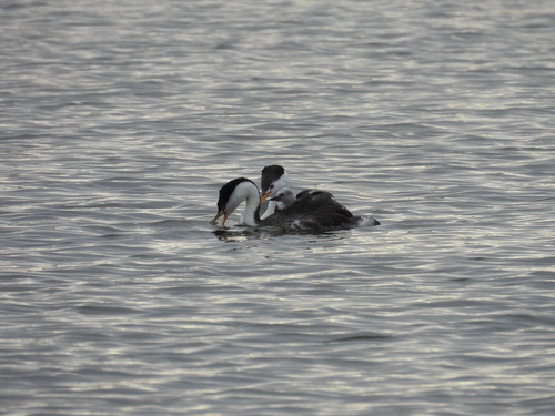 iNaturalist observation photo of Western × Clark's Grebe
