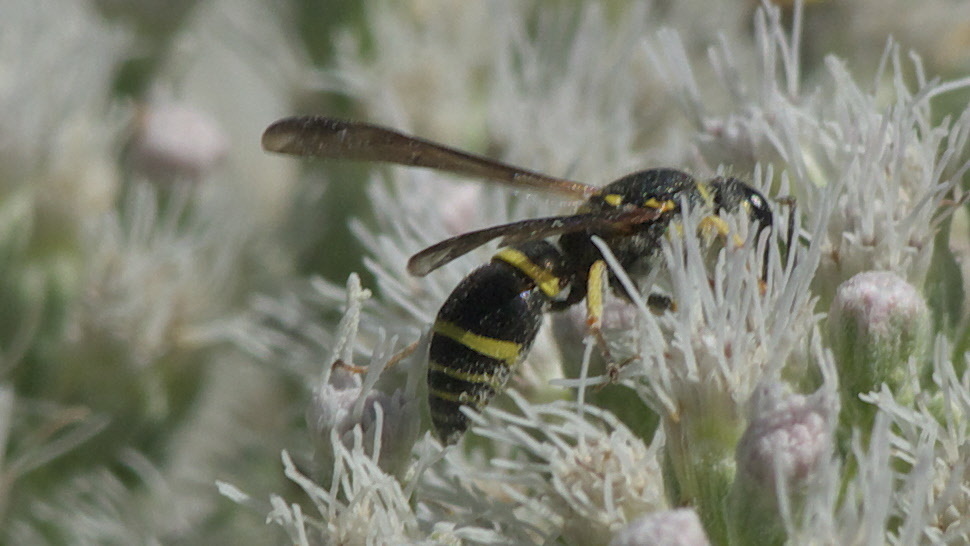 Bramble Mason Wasp