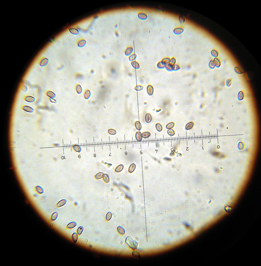 Psilocybe zapotecorum image