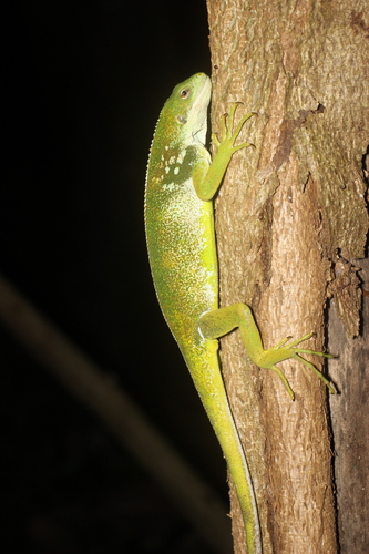 Brachylophus bulabula observed 2025-09-15