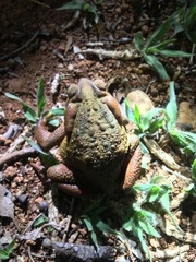 Rhinella rubescens
