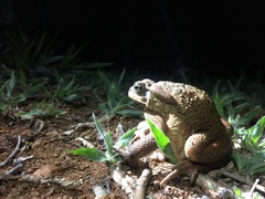 Rhinella rubescens