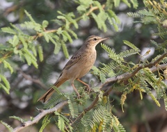 Anthus similis