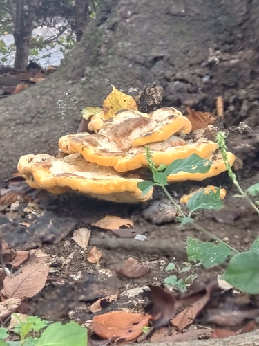 Vanderbylia fraxinea