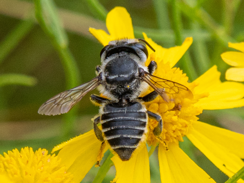 Petulant Leafcutter Bee