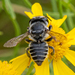 Megachile petulans - Photo (c) kenttrulsson, osa oikeuksista pidätetään (CC BY-NC), lähettänyt kenttrulsson