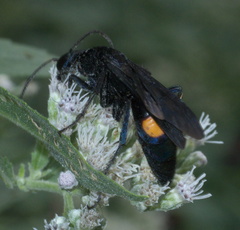 Psorthaspis brimleyi