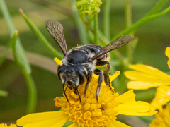 Megachile petulans