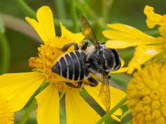 Megachile petulans
