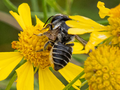 Megachile petulans