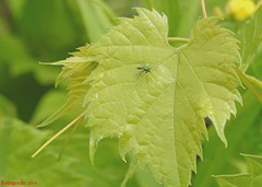 Condylostylus caudatus