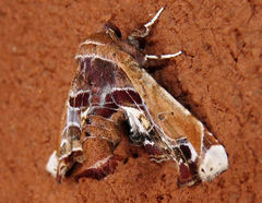 Eutelia pulcherrimus