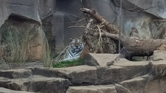 Panthera tigris altaica