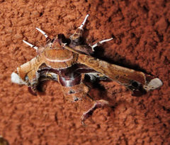 Eutelia pulcherrimus