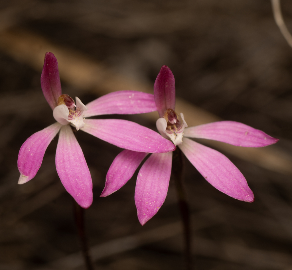 Caladenia fuscata