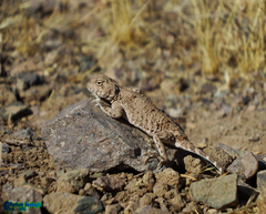 Phrynocephalus persicus