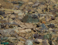 Phrynocephalus persicus