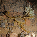 Doria Yellow Scorpion - Photo (c) Parham Beyhaghi, some rights reserved (CC BY-NC), uploaded by Parham Beyhaghi