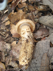 Macrocybe
