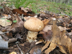 Macrocybe
