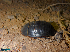 Polyphaga aegyptiaca
