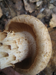 Macrocybe